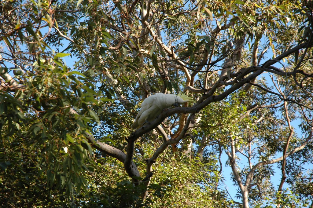 Yellow Crested White Cookatoo